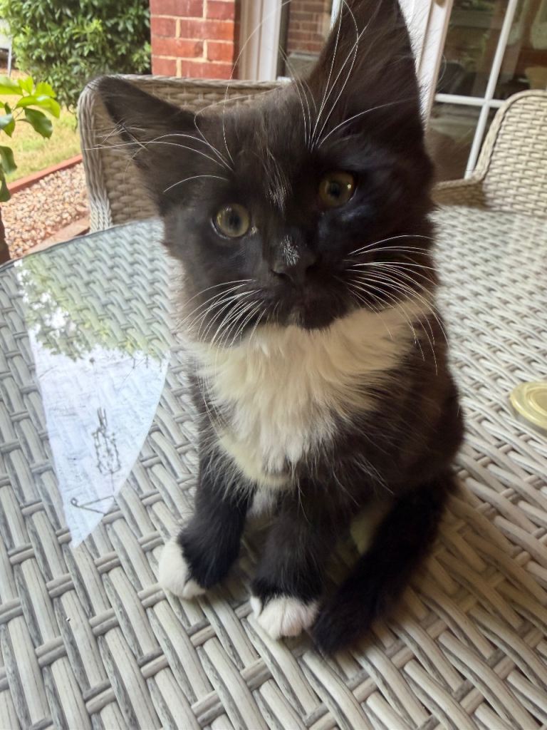 Kittens for sale 