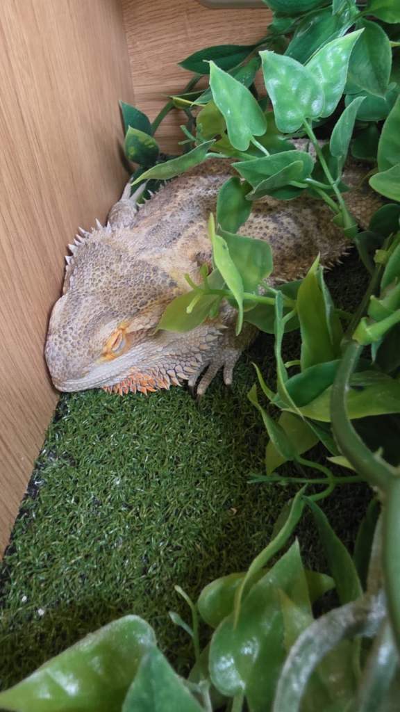 Bearded dragon 2years old with 4 ft vivarium 