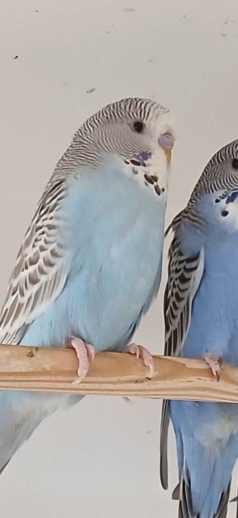 Baby budges and adults for sale