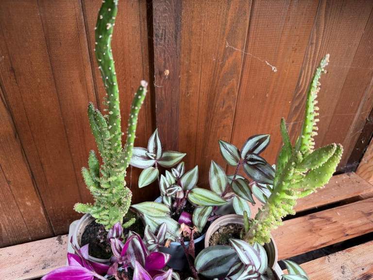 House plants £1 to £4. 