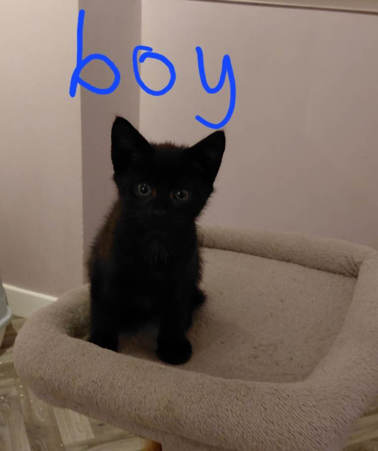 Lovely Kittens 