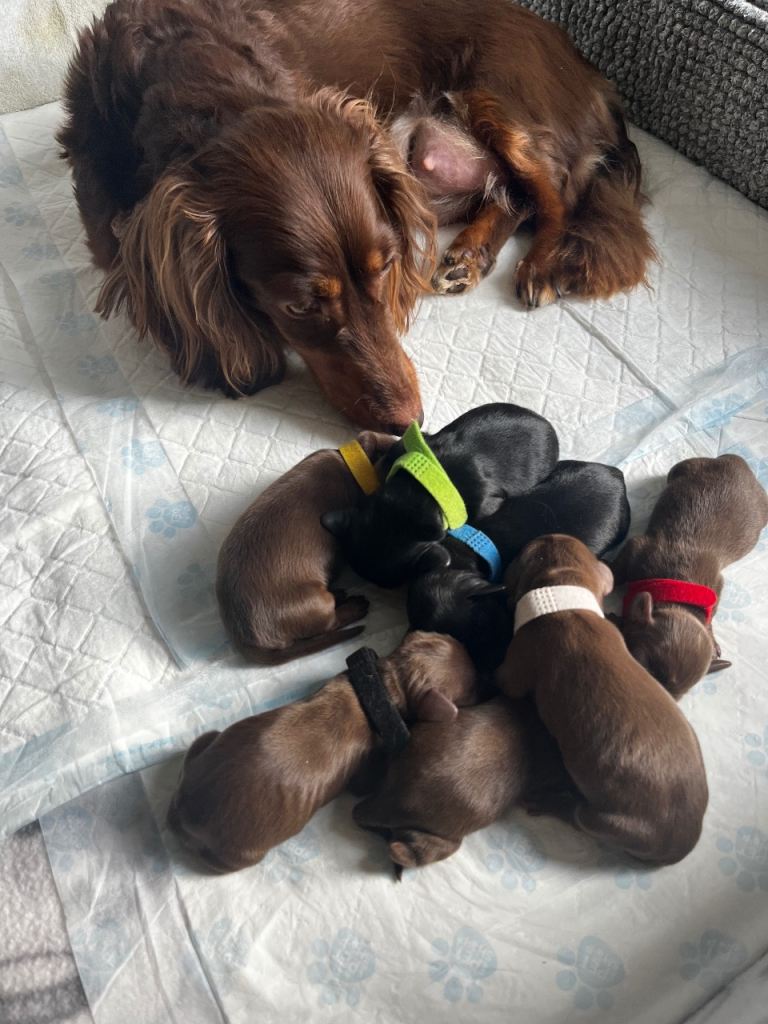 Pedigree owned Miniature Dachshunds / Southampton.