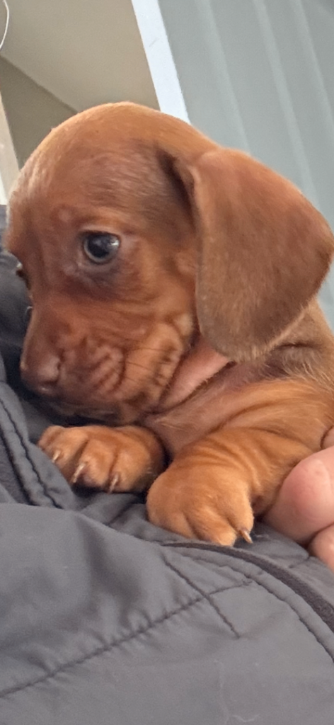 Miniature dachshund 1 girl 
