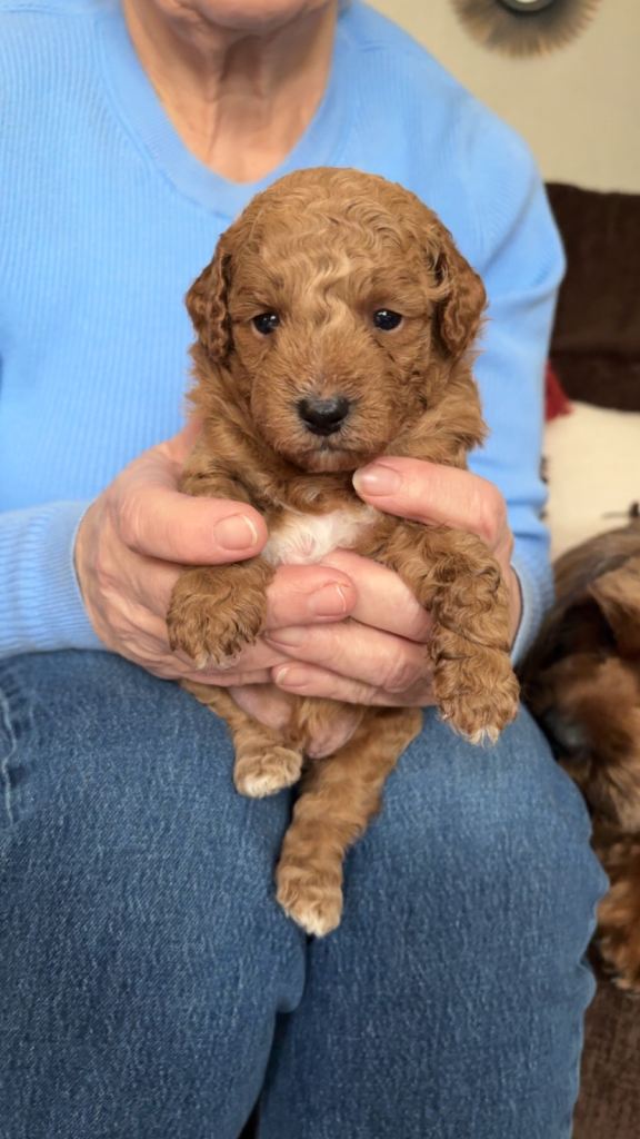 Cavapoo f2 pups