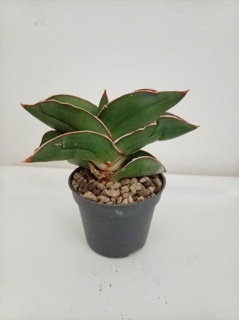 Samurai Dwarf Snake Plant 6cm pot