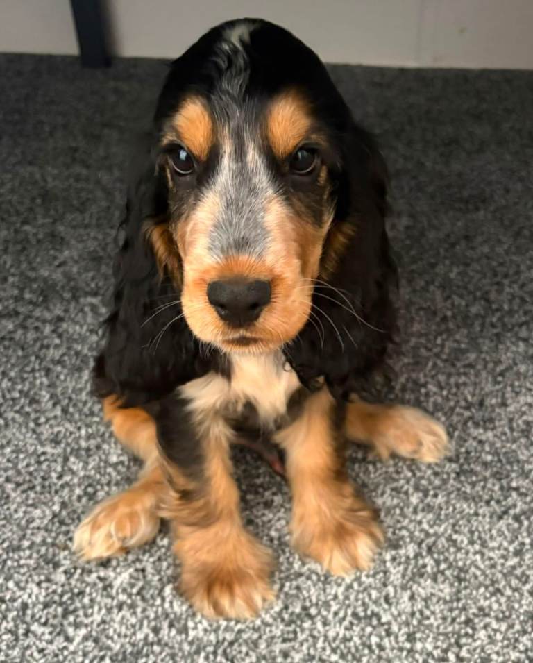 Last Boy Left ready to go Show cocker spaniels