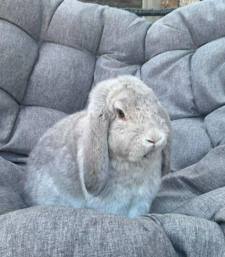 French lop bunnies and mini lops 