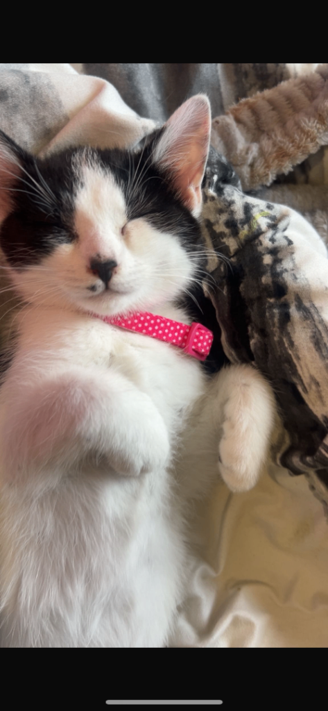 Kitten 