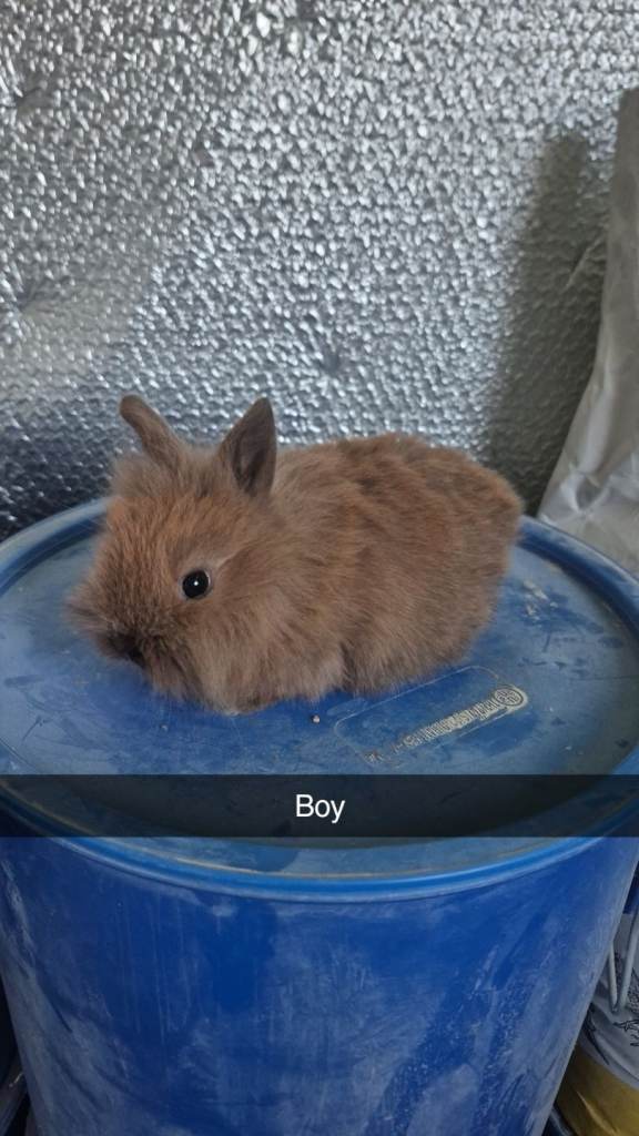 Baby Lionhead 8 week old 