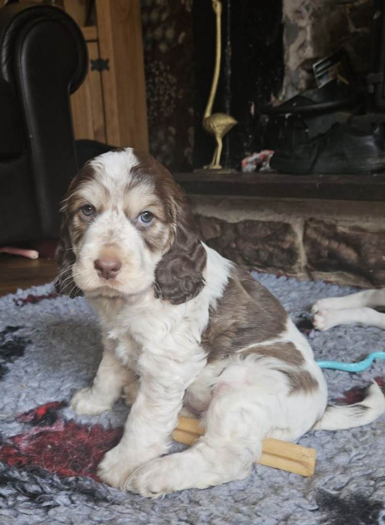 Kc show cocker spaniels