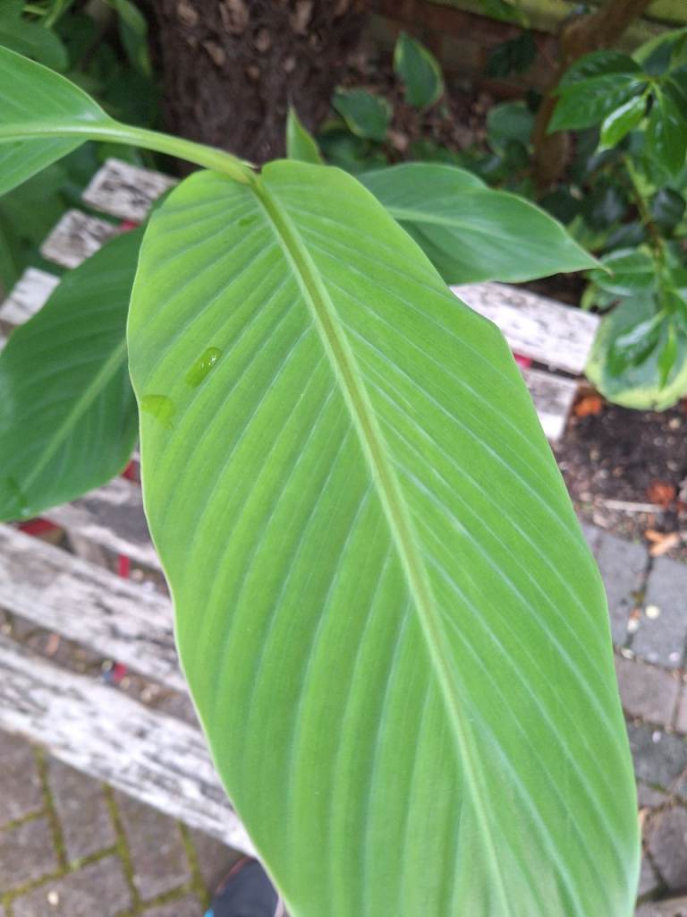 Banana Plant Rare Red Musa Sikkimensis Exotic Tropical Frost Hardy Plant
