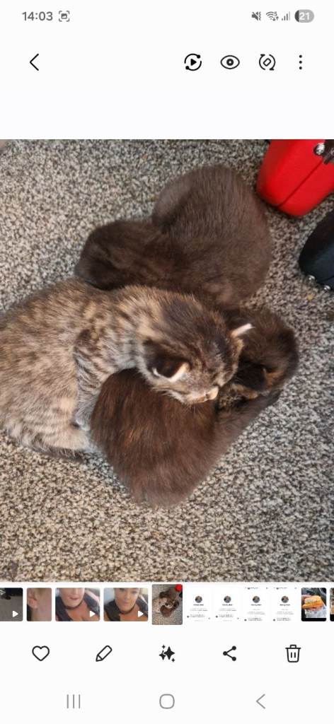 Kittens available to collect from the 18th 