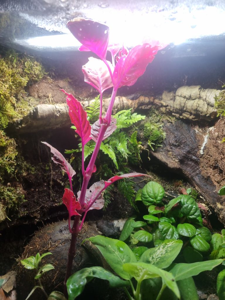Poison dart frogs enclosures bioactive 