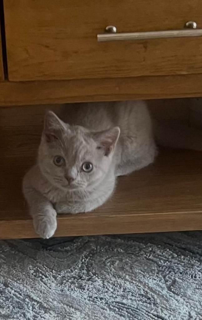 Beautiful lilac british shorthair 