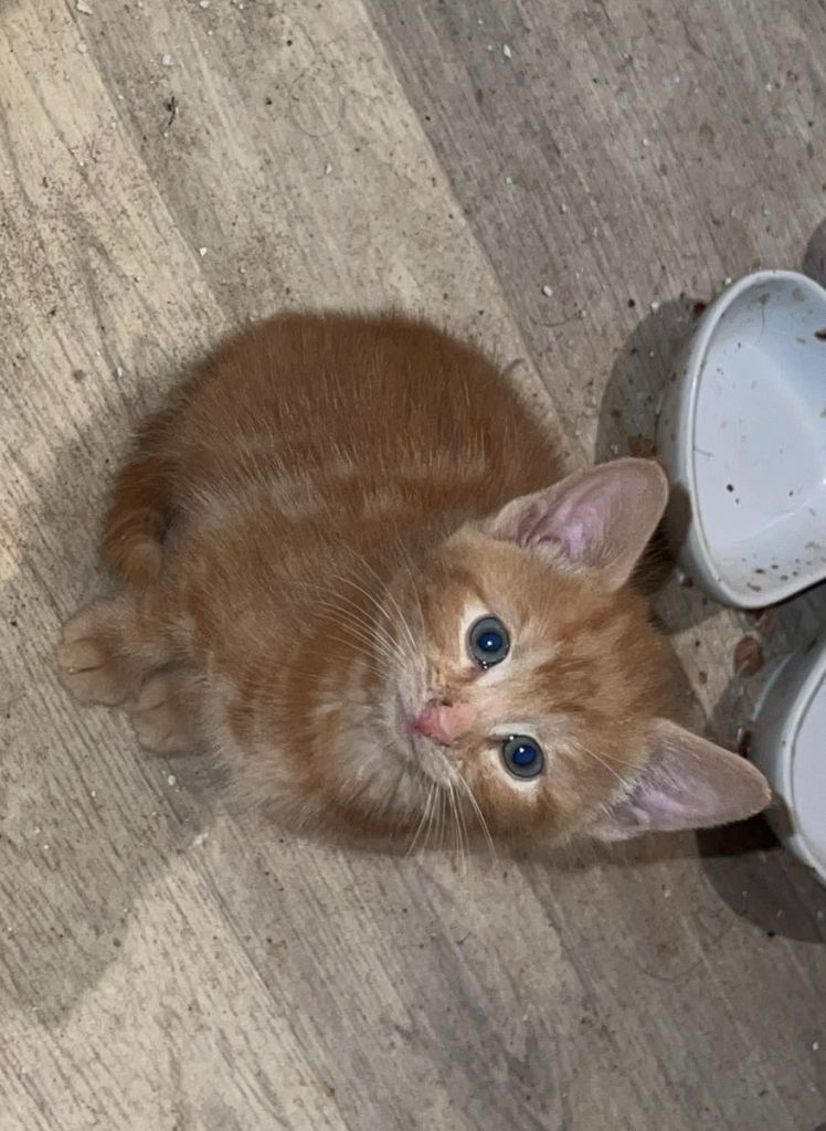 Kittens for sale 