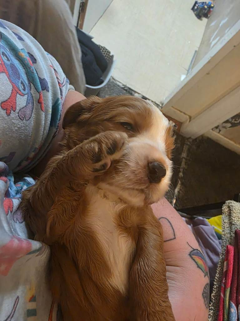 9 cocker spaniel puppies 