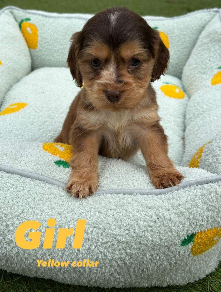 Adorable cocker spaniels 