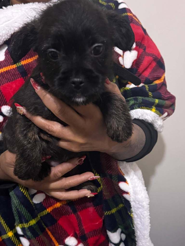 7 shih poo/staffy mix Puppies for sale 