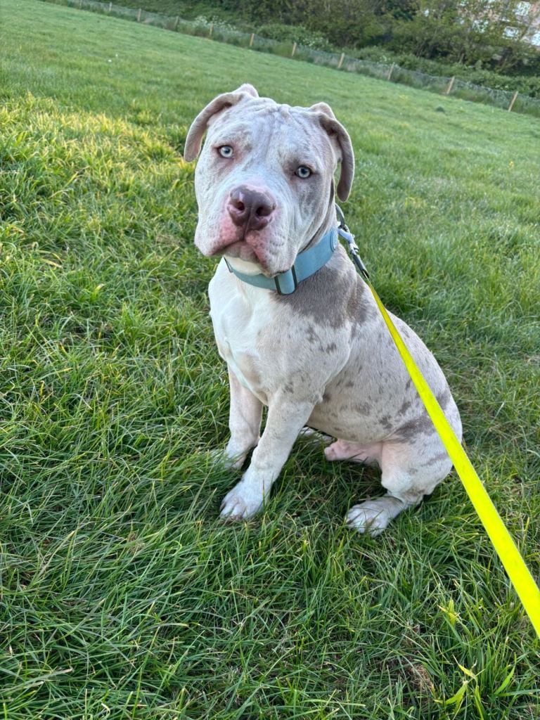 American bulldog X catalouha leopard dog