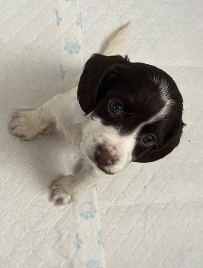 Cocker spaniel puppies