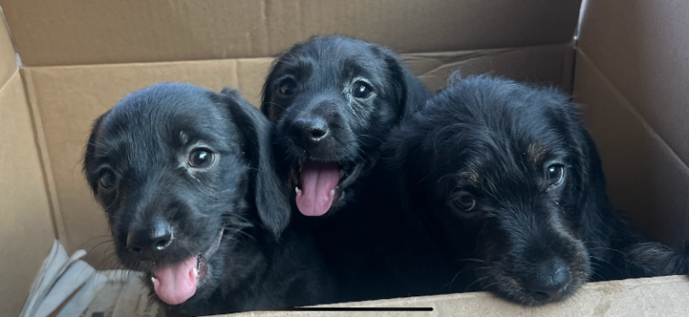 Dachpoo 
