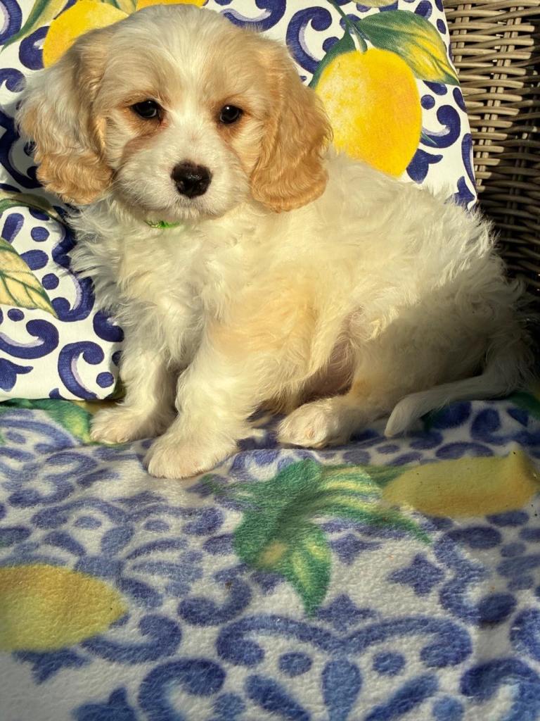 Cavachon puppy’s 