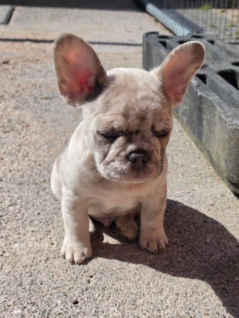 LAST 2 Puppies LEFT
