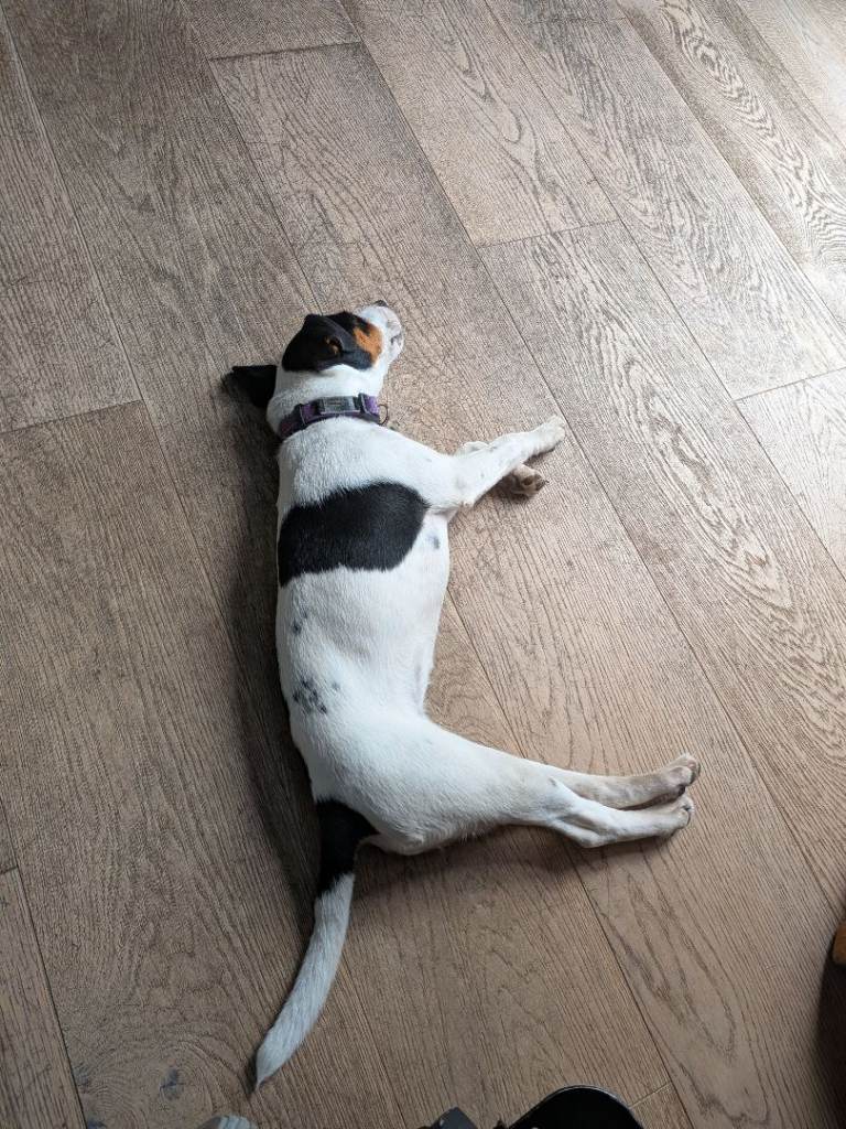 Parsons Russell Terrier 5 mths old Bitch 