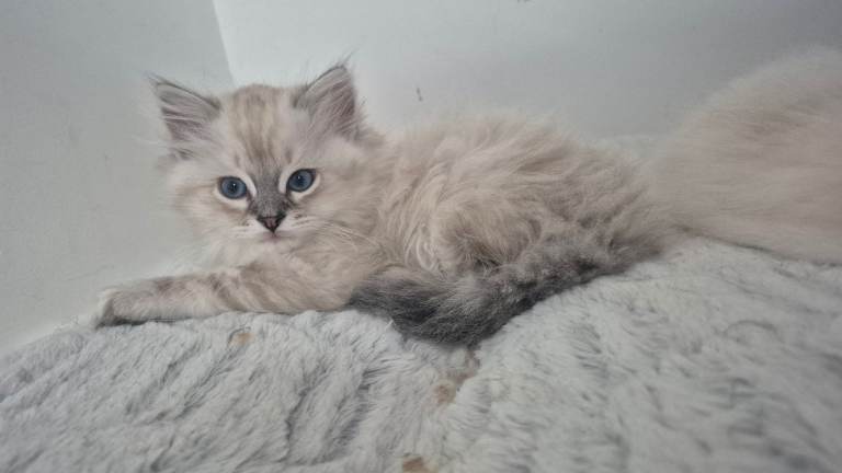 3 beautiful ragdoll kittens- Ready to Leave Now