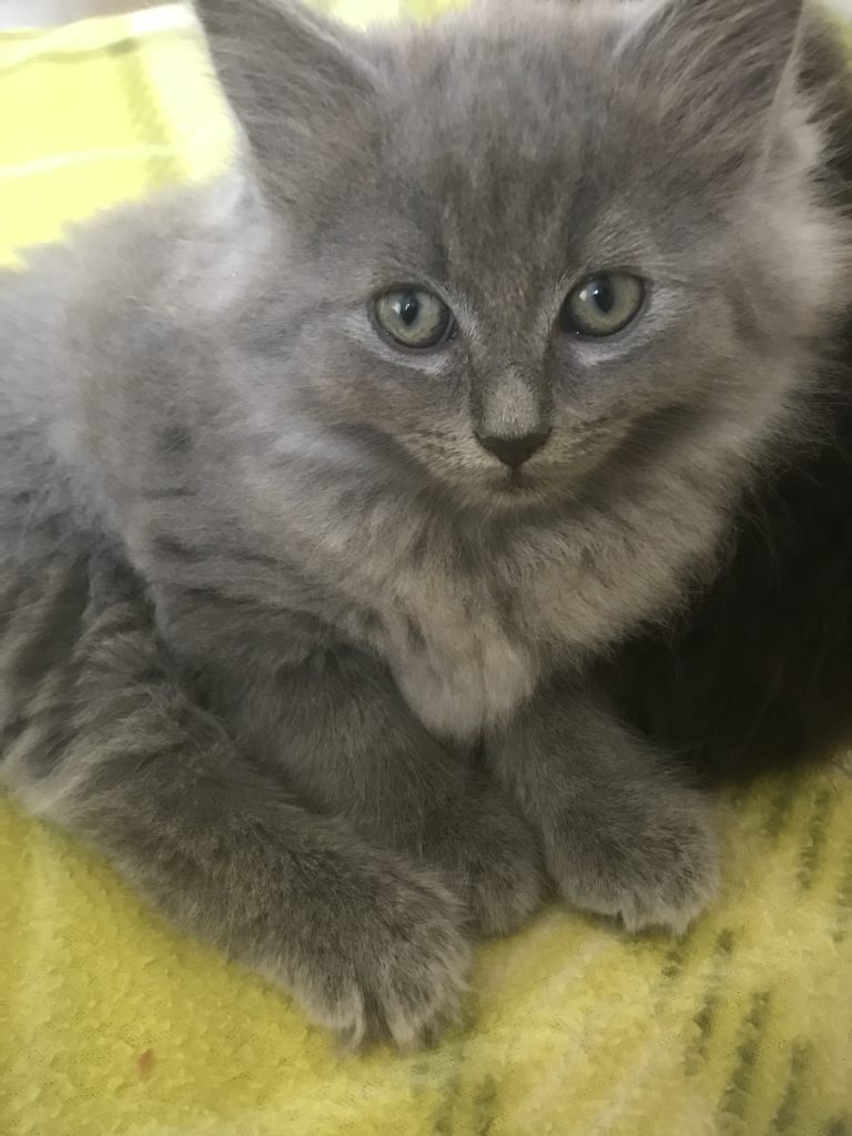 8 weeks old fluffy kittens 
