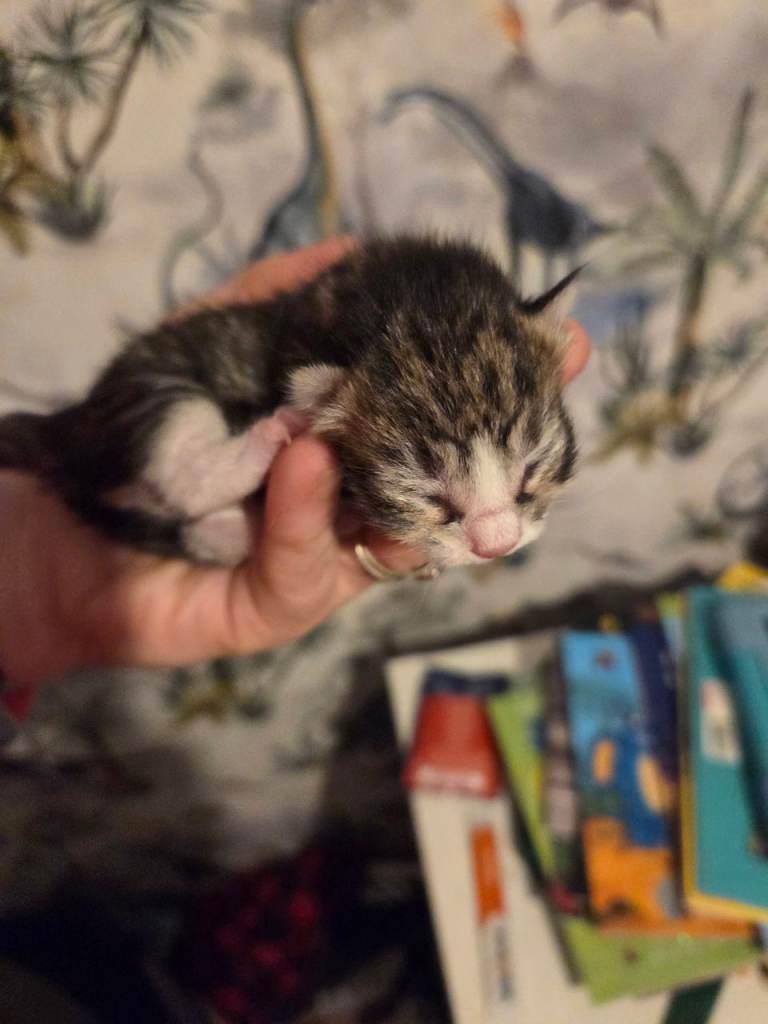 Beautiful kittens 