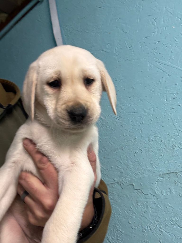 Labrador Puppies For Sale