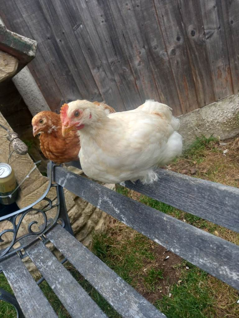 Young rooster