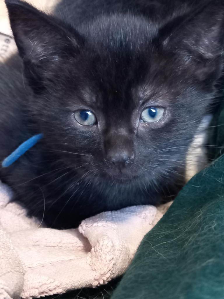 1 kittens looking for their forever home