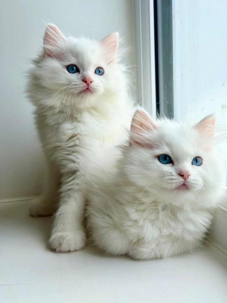 Gorgeous Ragdoll X Persian Kittens