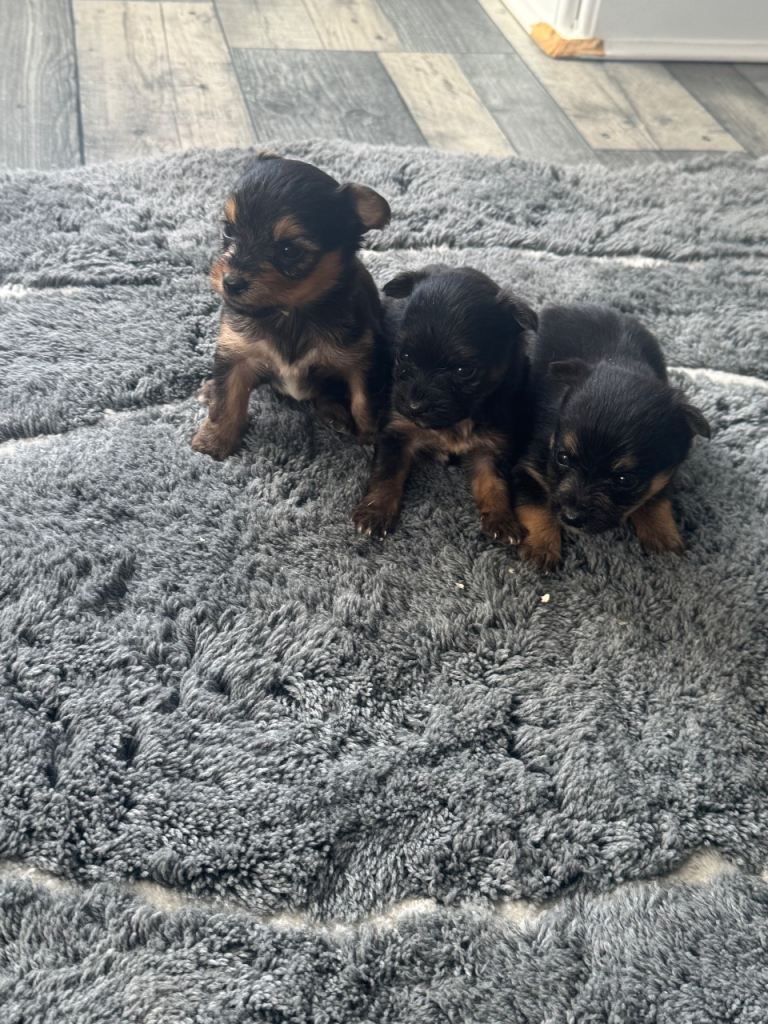 Yorkie x bichon puppies 