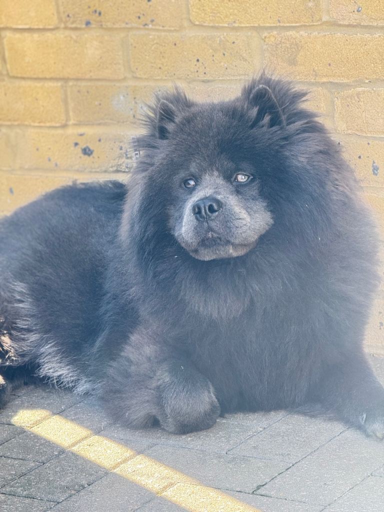 Rico – Grey Chow Chow x Husky (11 months old)