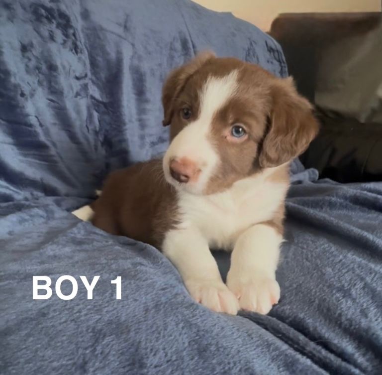 Border Collie Pups for sale 