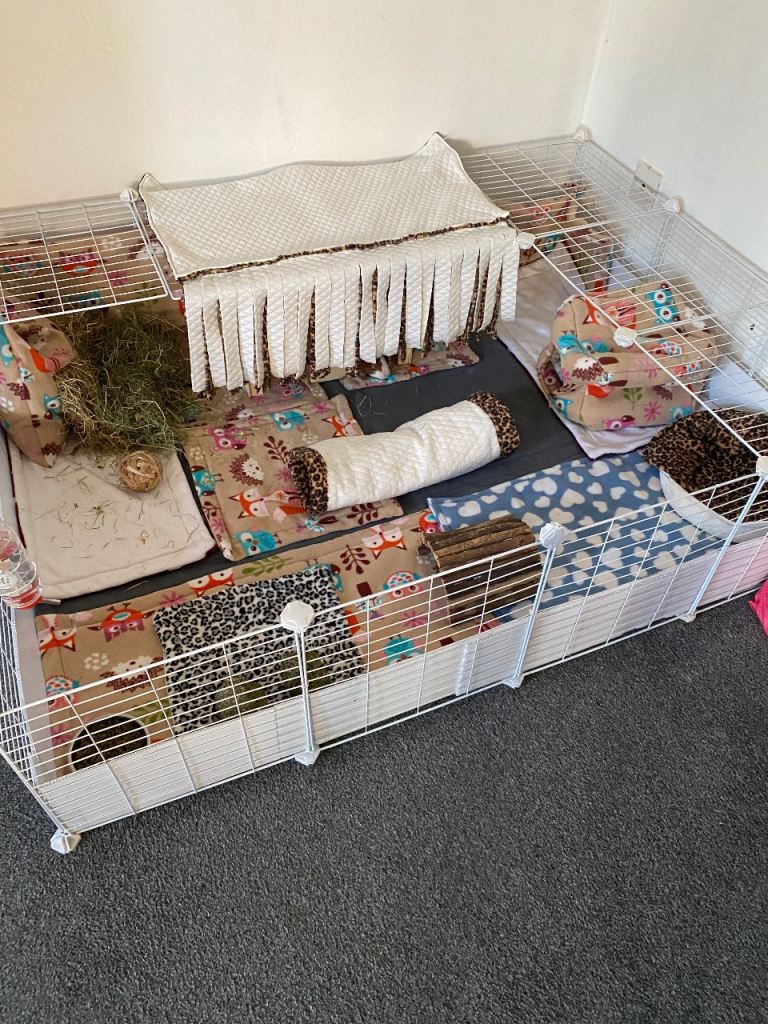 Guinea pigs C&C cage 3x4 with coroplast 