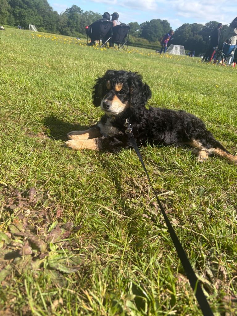 Cockapoo