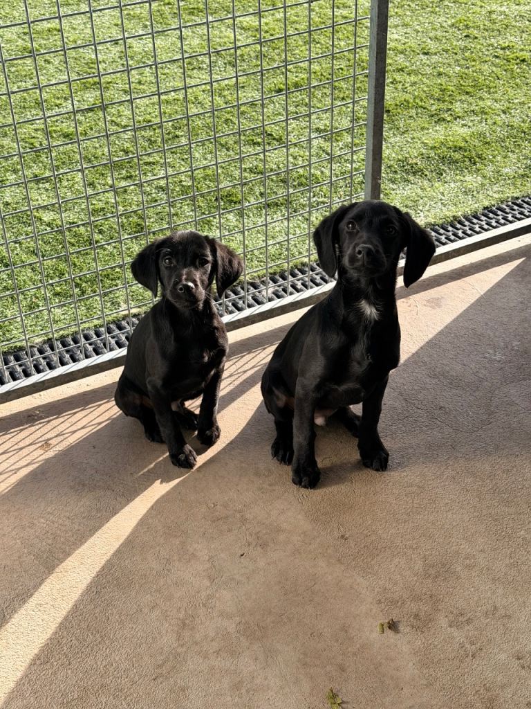 Springador Puppies