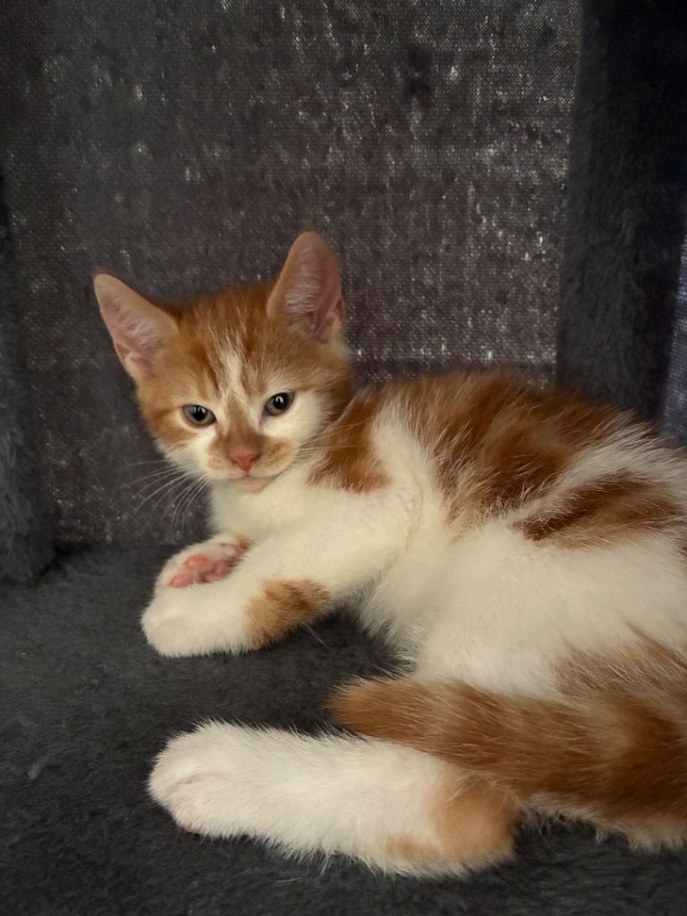 Girl Kitten Ready Now 