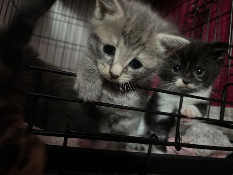 4 beautiful kittens — fluffy, friendly & fully weaned!