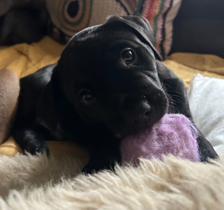 🐶 Staffy × Mastiff Puppies – Family Raised, Loving Homes Needed