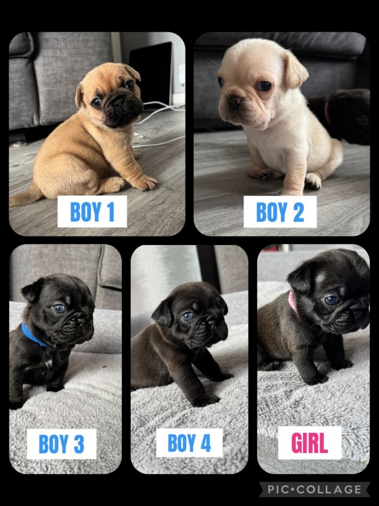 Frug puppies 