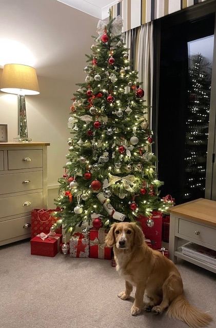 Balsom Hill pre-lit Artificial slim 6ft Christmas Tree Good Condition