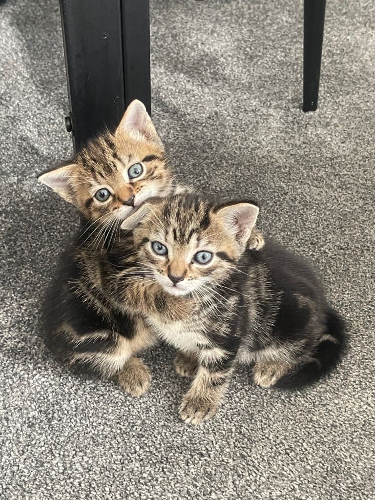 Cross Bengal kittens