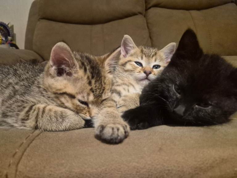 Kittens 