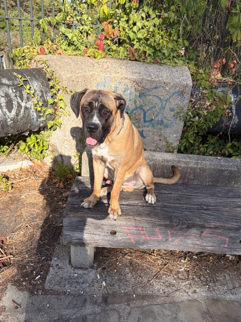 8 Month old Bullmastiff mix 