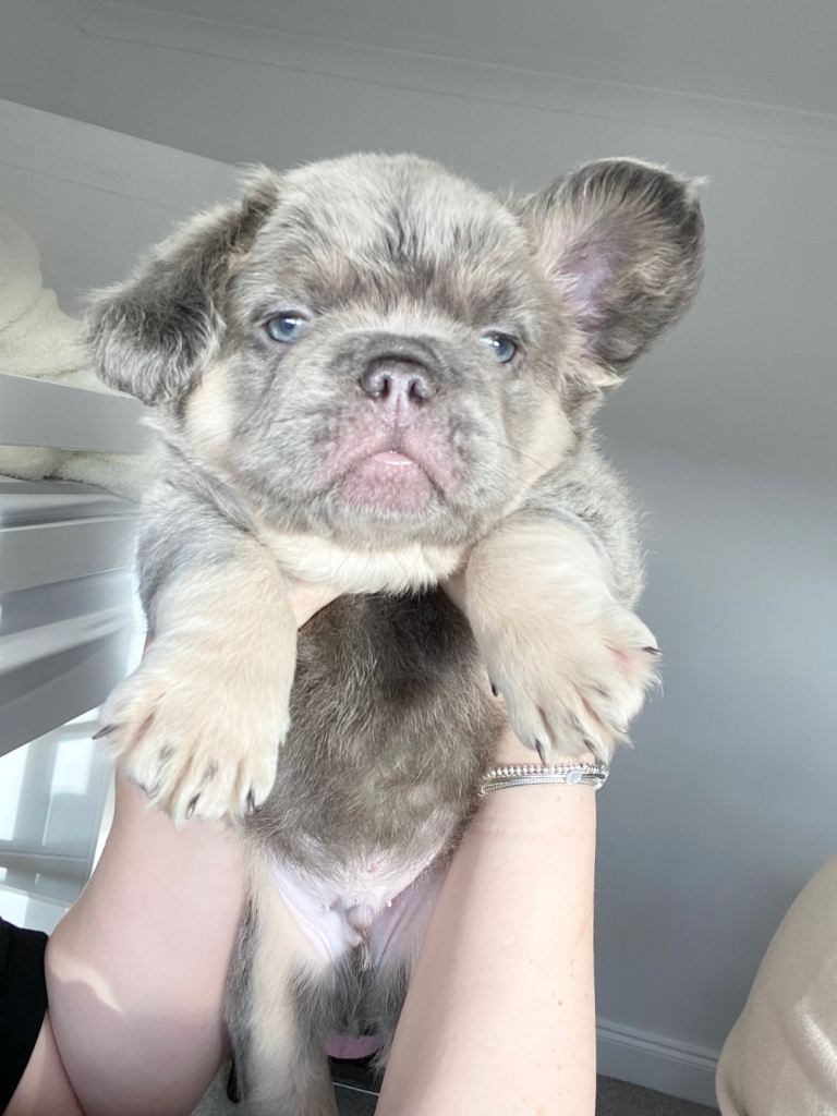 TINY TEDDY BEAR FRENCH BULLDOG PUPS